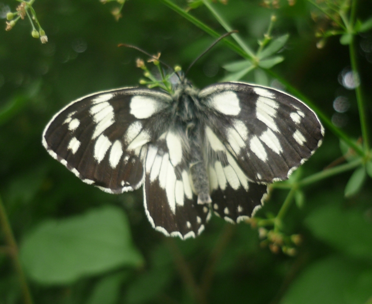 Determinazione Melanargia